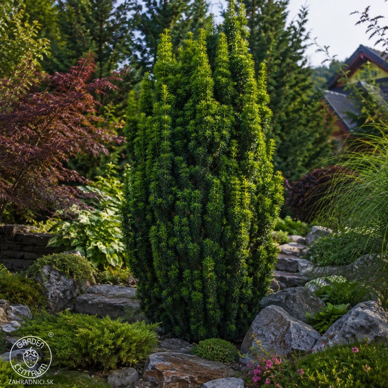 Obrázok Tis obyčajný (Taxus x media) ´FARMEN´ - výška 20-30 cm, kont. C2L